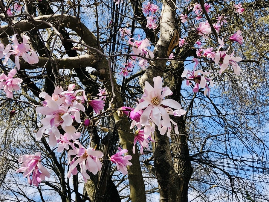 IMG_6572.jpg?type=w966