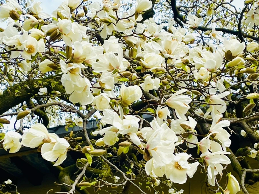 IMG_7481.jpg?type=w966