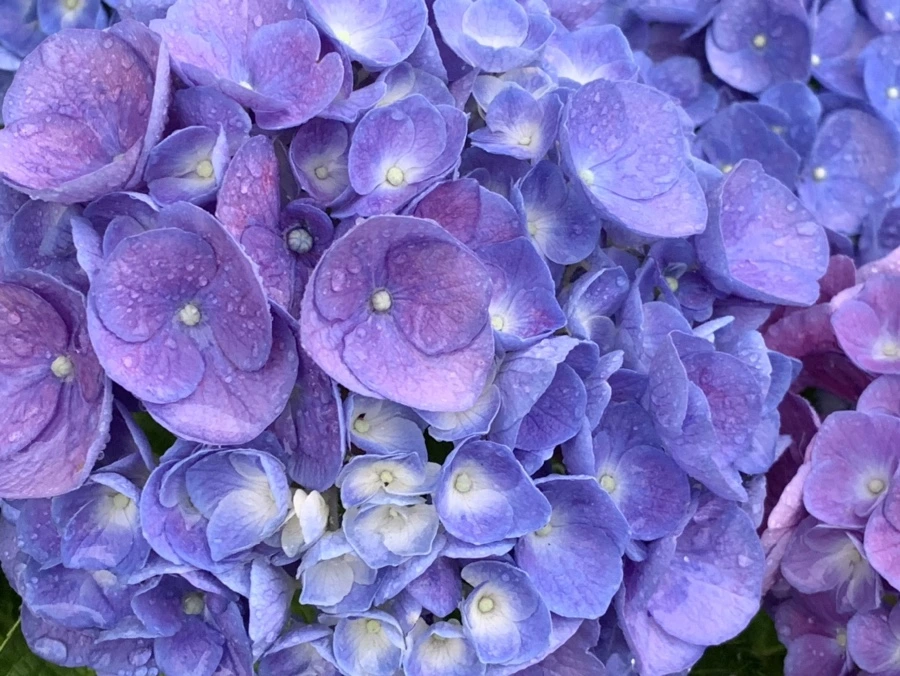 IMG_6177.jpg?type=w966