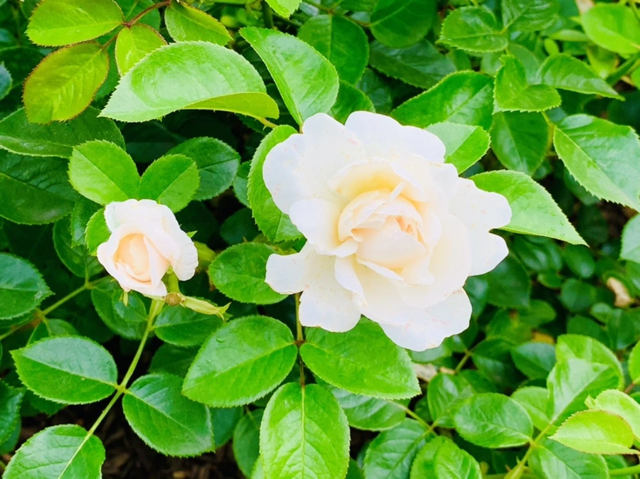 IMG_2674.jpg?type=w966