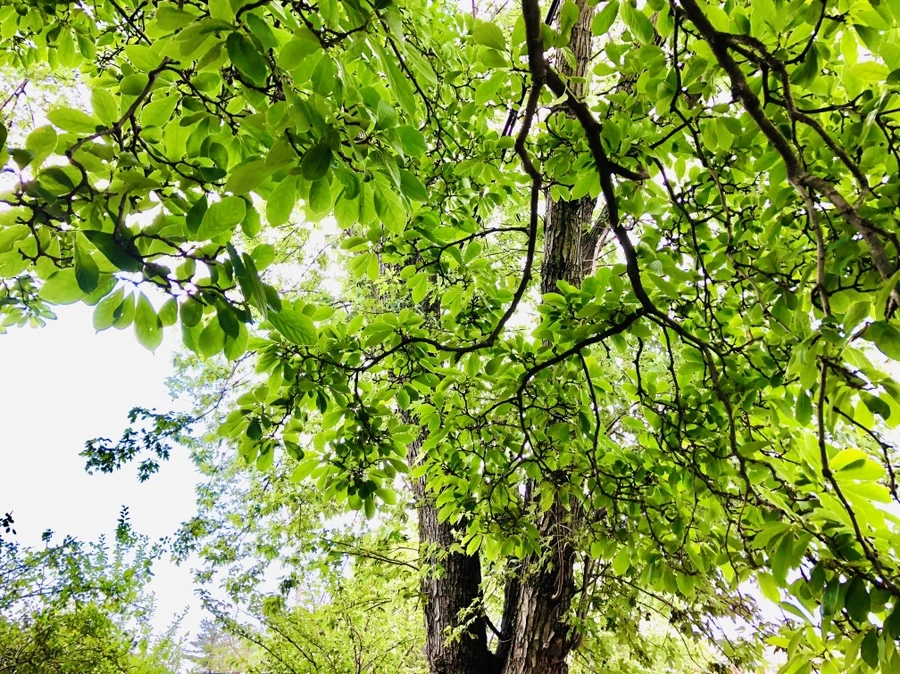 IMG_1189.jpg?type=w966