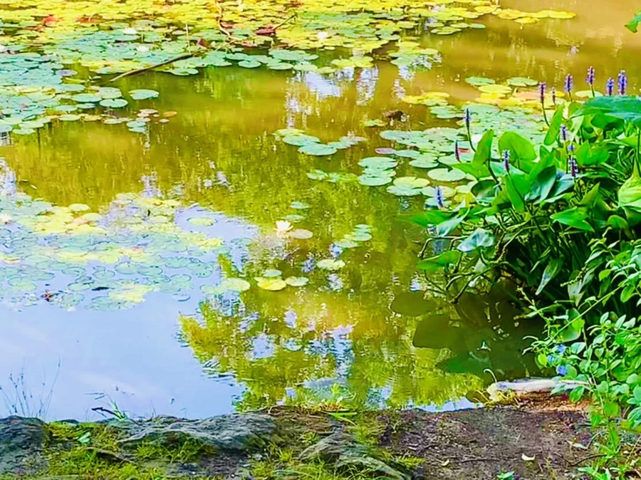 IMG_2109.jpg?type=w966