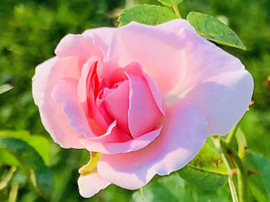 IMG_1222.jpg?type=w966