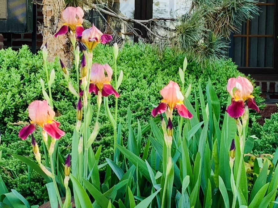 IMG_1102.jpg?type=w966