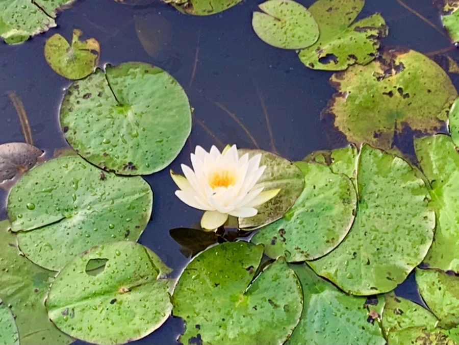 IMG_0782.jpg?type=w966