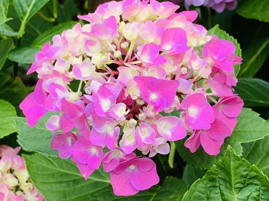 IMG_5737.jpg?type=w966