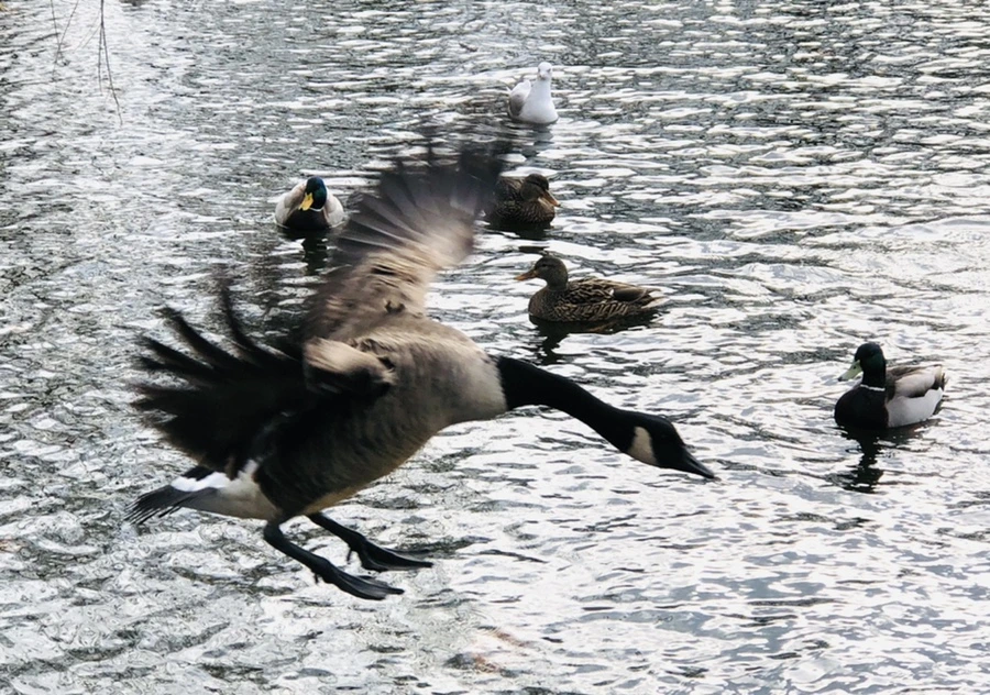 IMG_8691.jpg?type=w966