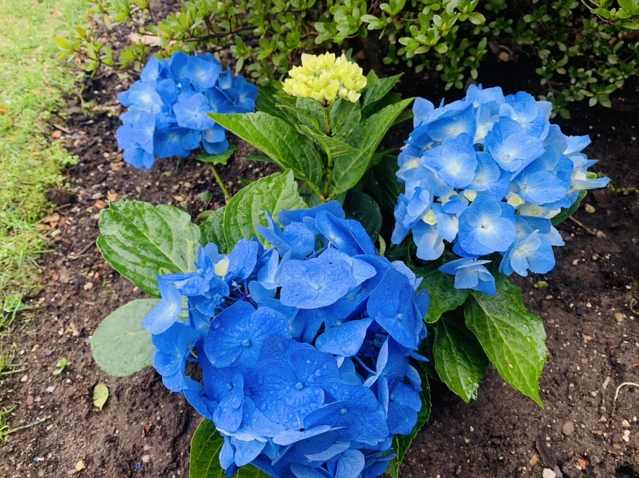 IMG_6288.jpg?type=w966