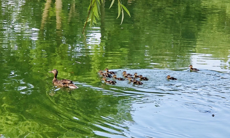 IMG_1120.jpg?type=w966