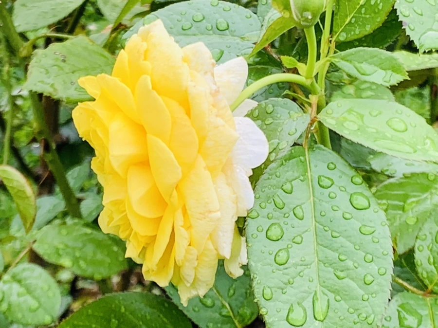 IMG_0960.jpg?type=w966