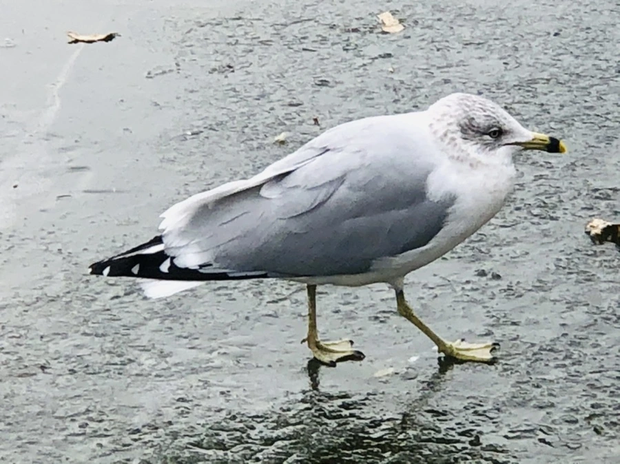 IMG_8607.jpg?type=w966