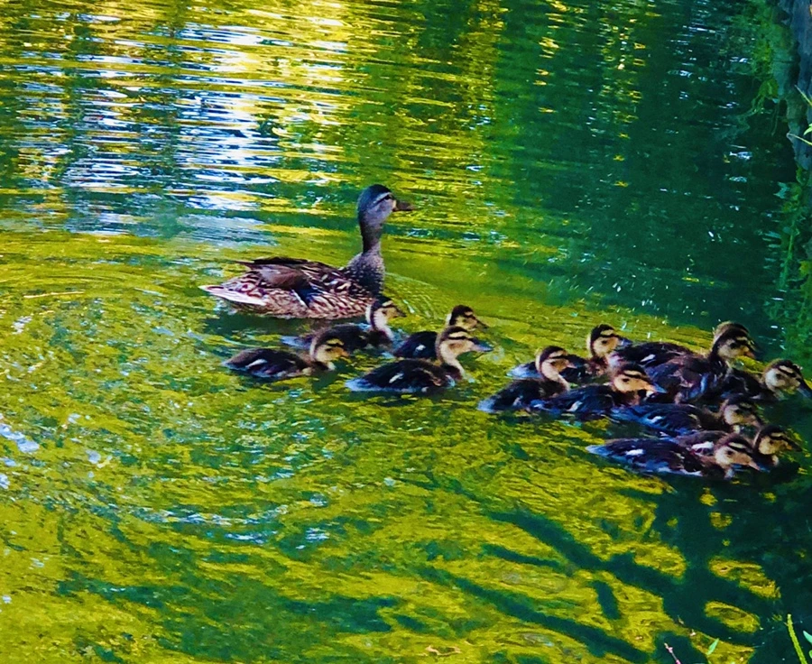 IMG_2692.jpg?type=w966