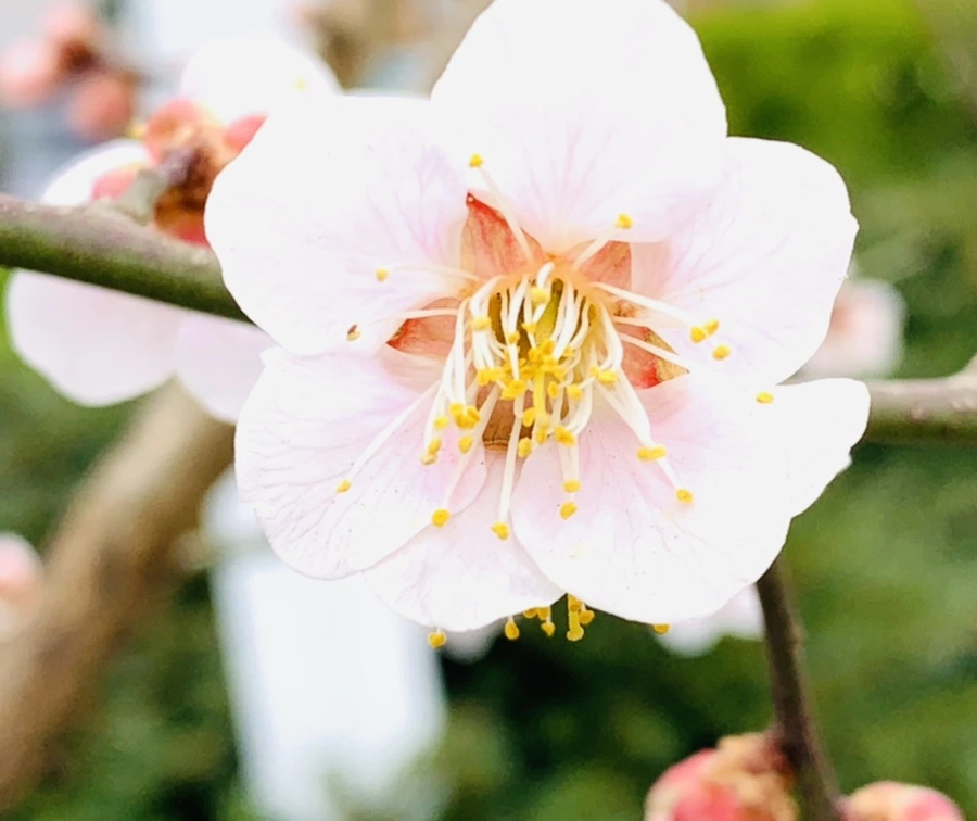 IMG_1688.jpg?type=w966