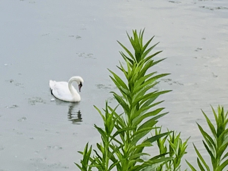 IMG_6359.jpg?type=w966