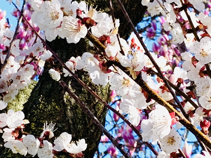 IMG_7472.jpg?type=w966