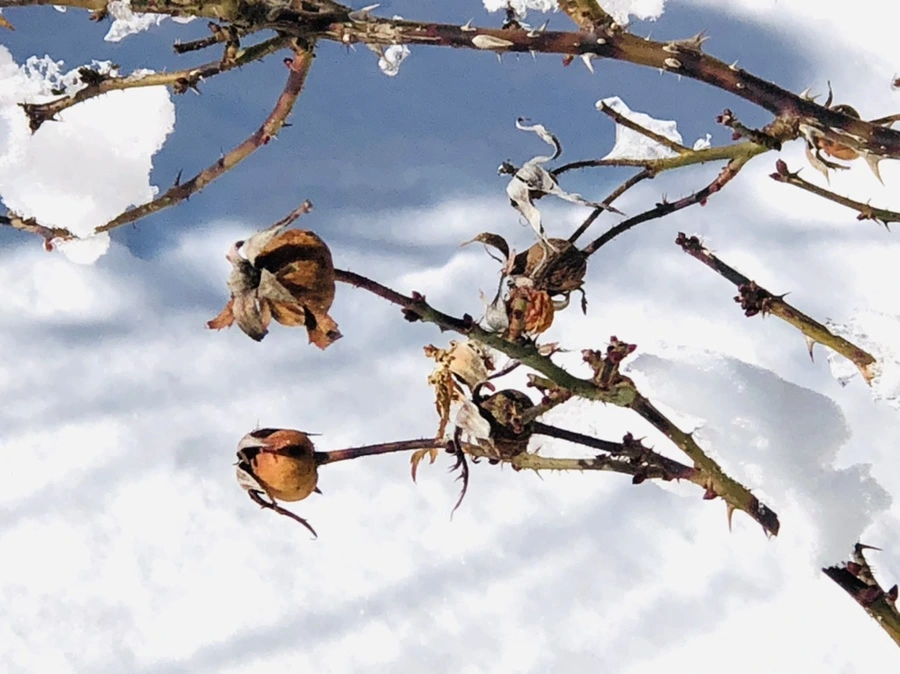 IMG_1412.jpg?type=w966