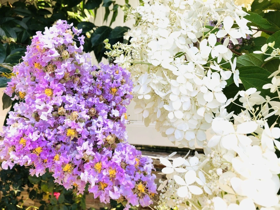 IMG_4692.jpg?type=w966