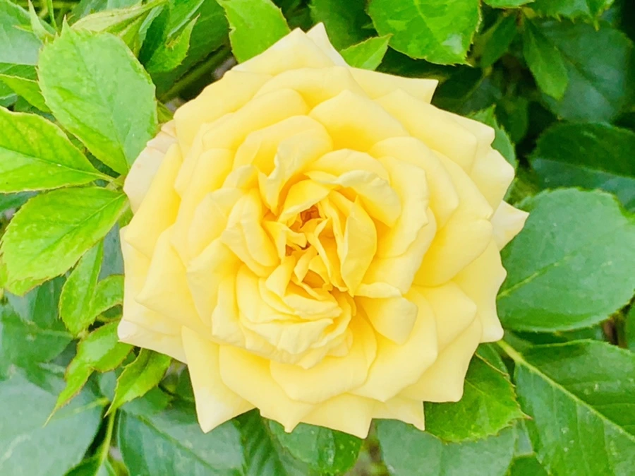 IMG_2698.jpg?type=w966