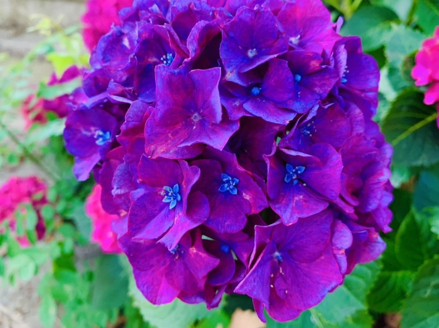 IMG_0953.jpg?type=w966