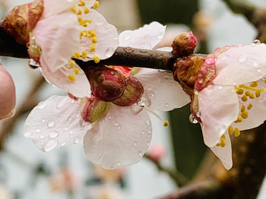 IMG_1820.jpg?type=w966