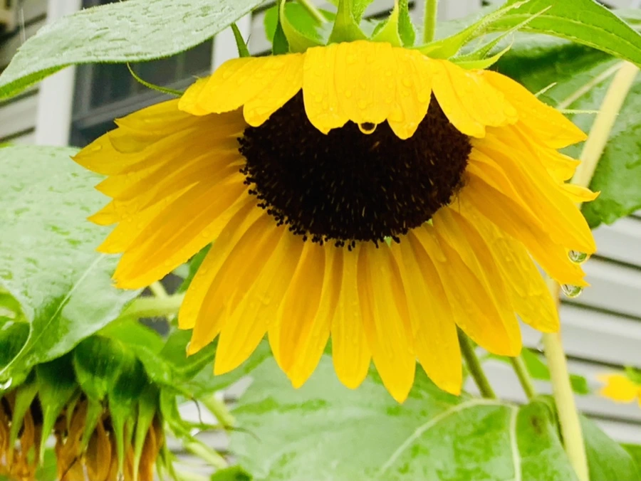 IMG_3801.jpg?type=w966