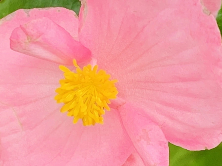 IMG_3339.jpg?type=w966