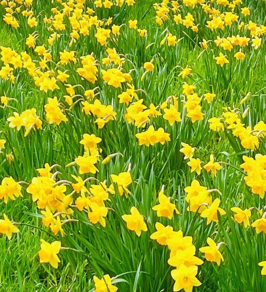 IMG_7447.jpg?type=w966