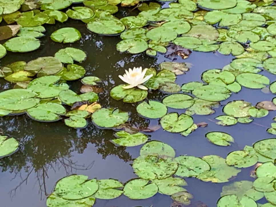 IMG_8637.jpg?type=w966