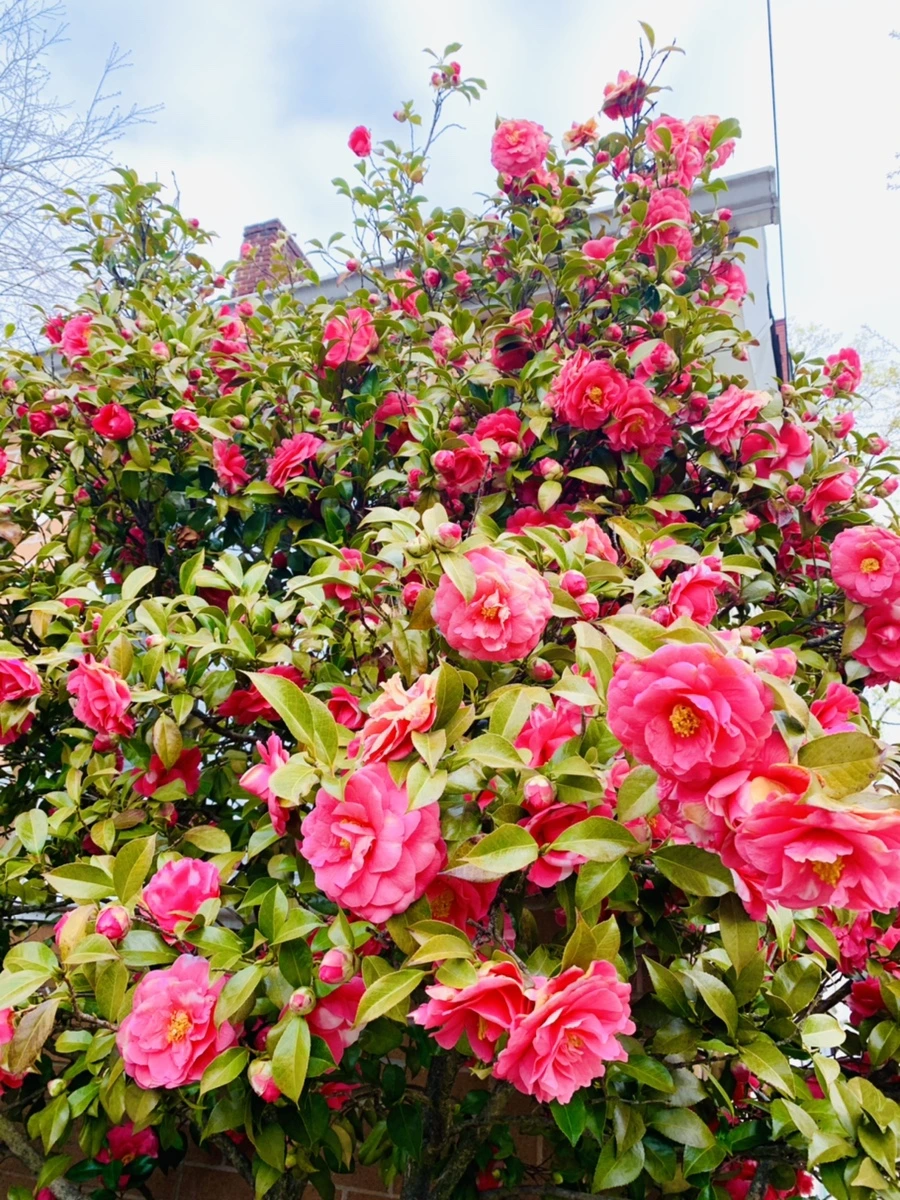 IMG_2923.jpg?type=w966