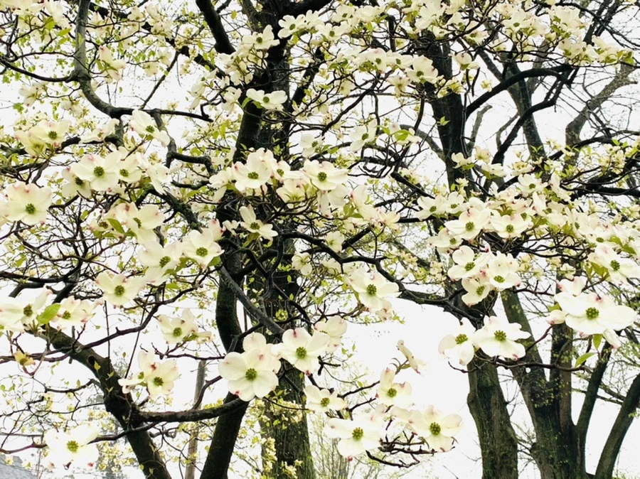 IMG_5313.jpg?type=w966