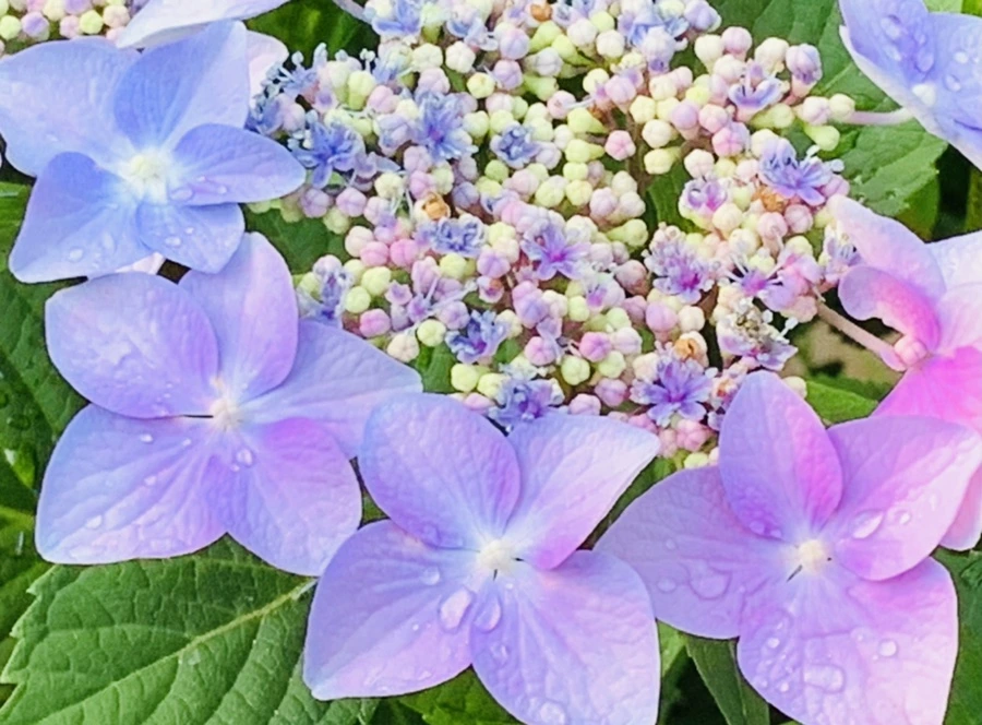 IMG_6049.jpg?type=w966