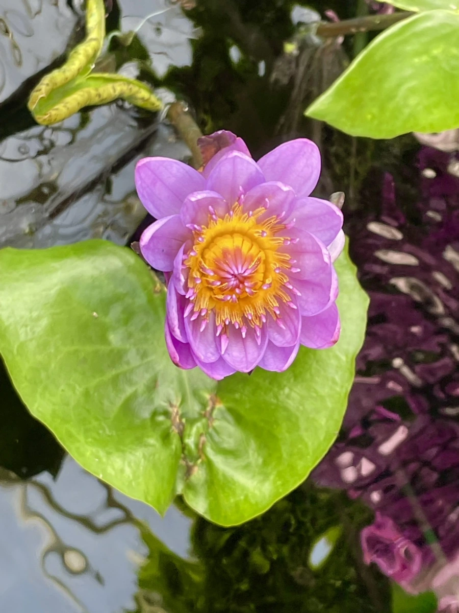 IMG_4463.jpg?type=w966