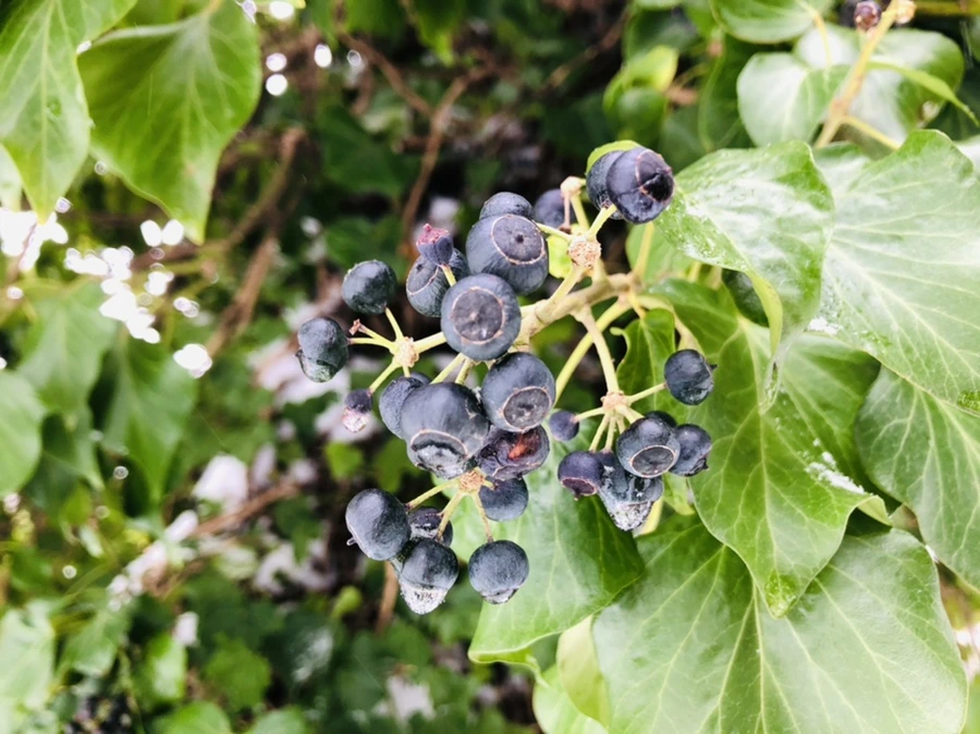 IMG_9039.jpg?type=w966