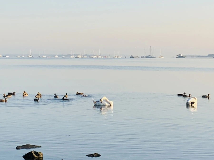 IMG_7340.jpg?type=w966