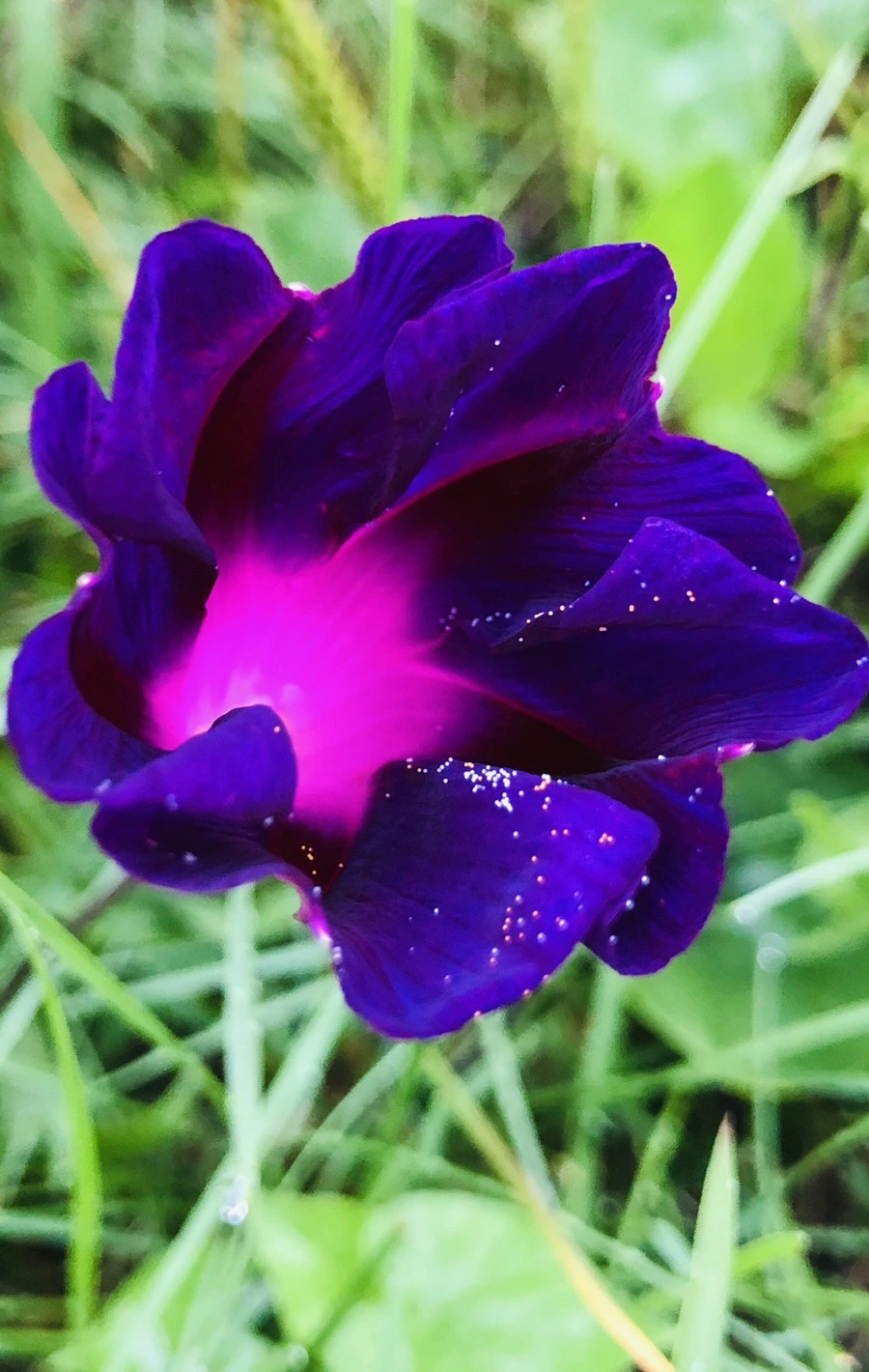 IMG_4307.jpg?type=w966