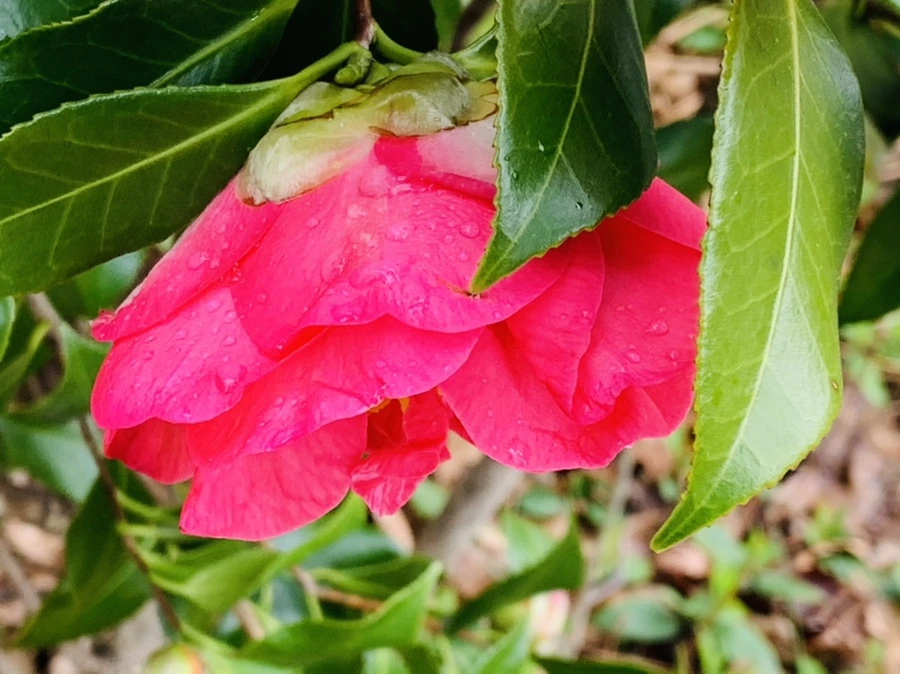 IMG_6257.jpg?type=w966