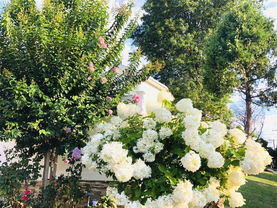 IMG_4689.jpg?type=w966