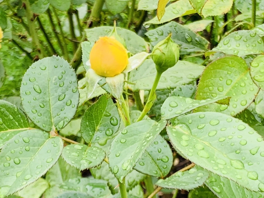 IMG_0963.jpg?type=w966