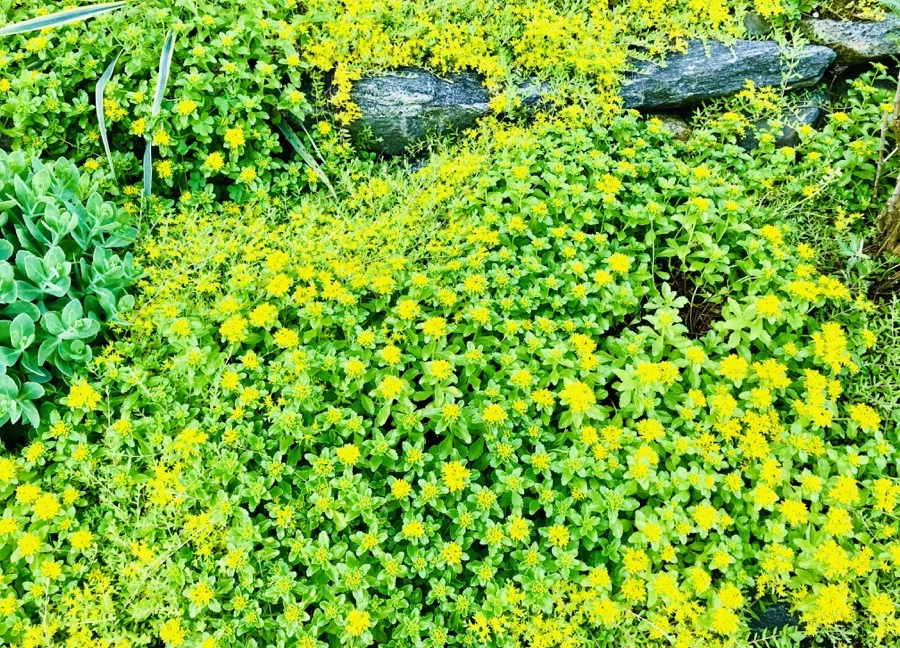 IMG_8386.jpg?type=w966