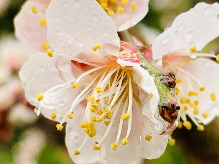 IMG_1826.jpg?type=w966