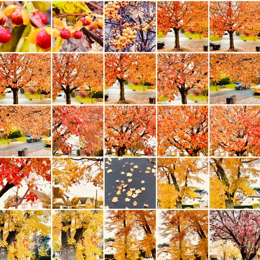 IMG_4956.jpg?type=w966