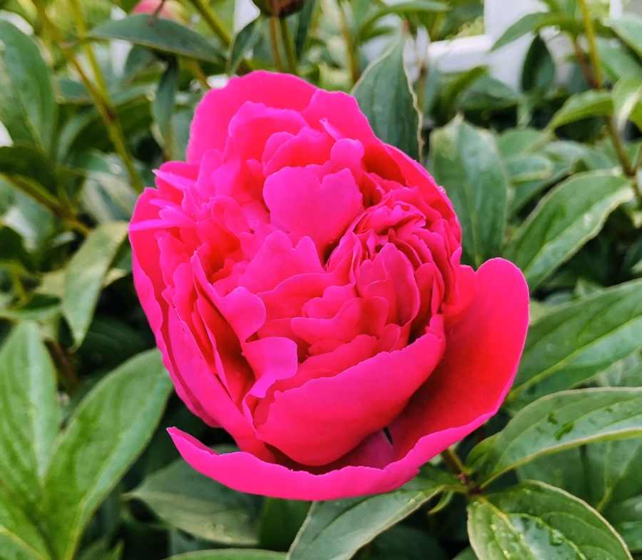 IMG_7609.jpg?type=w966