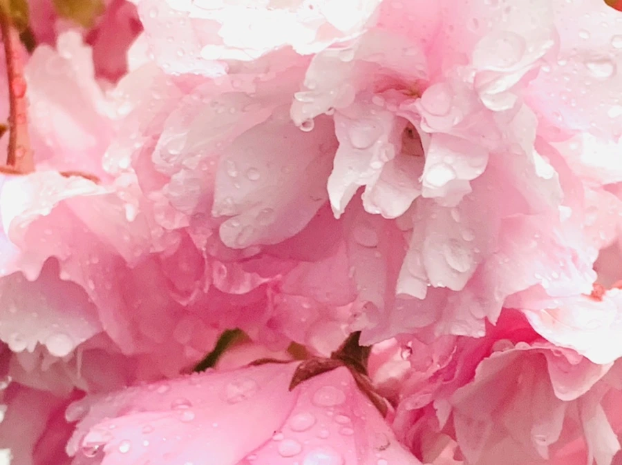 IMG_5264.jpg?type=w966