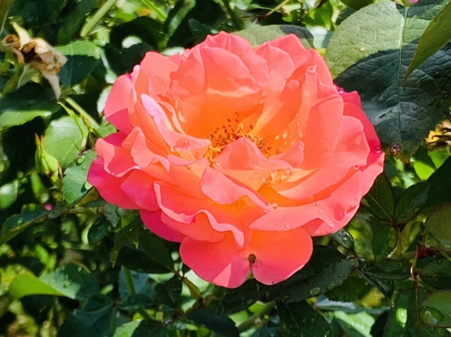 IMG_8449.jpg?type=w966