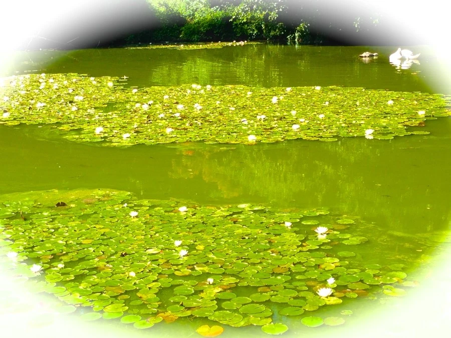 IMG_9009.JPG?type=w1