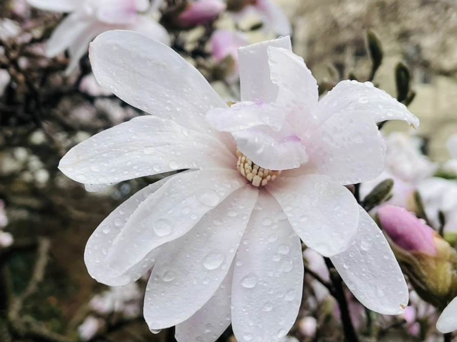 IMG_7369.jpg?type=w966