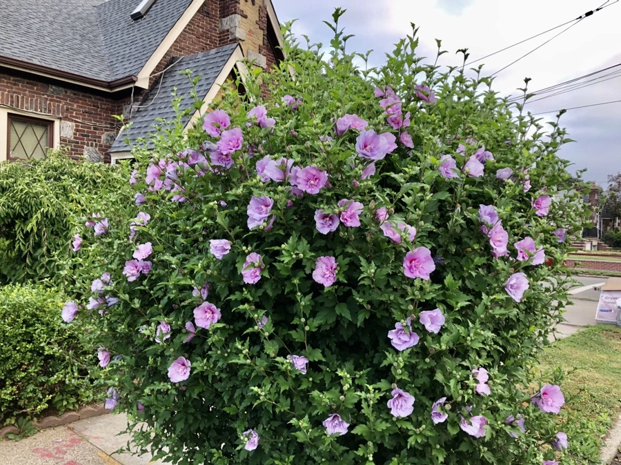 IMG_1590.jpg?type=w966