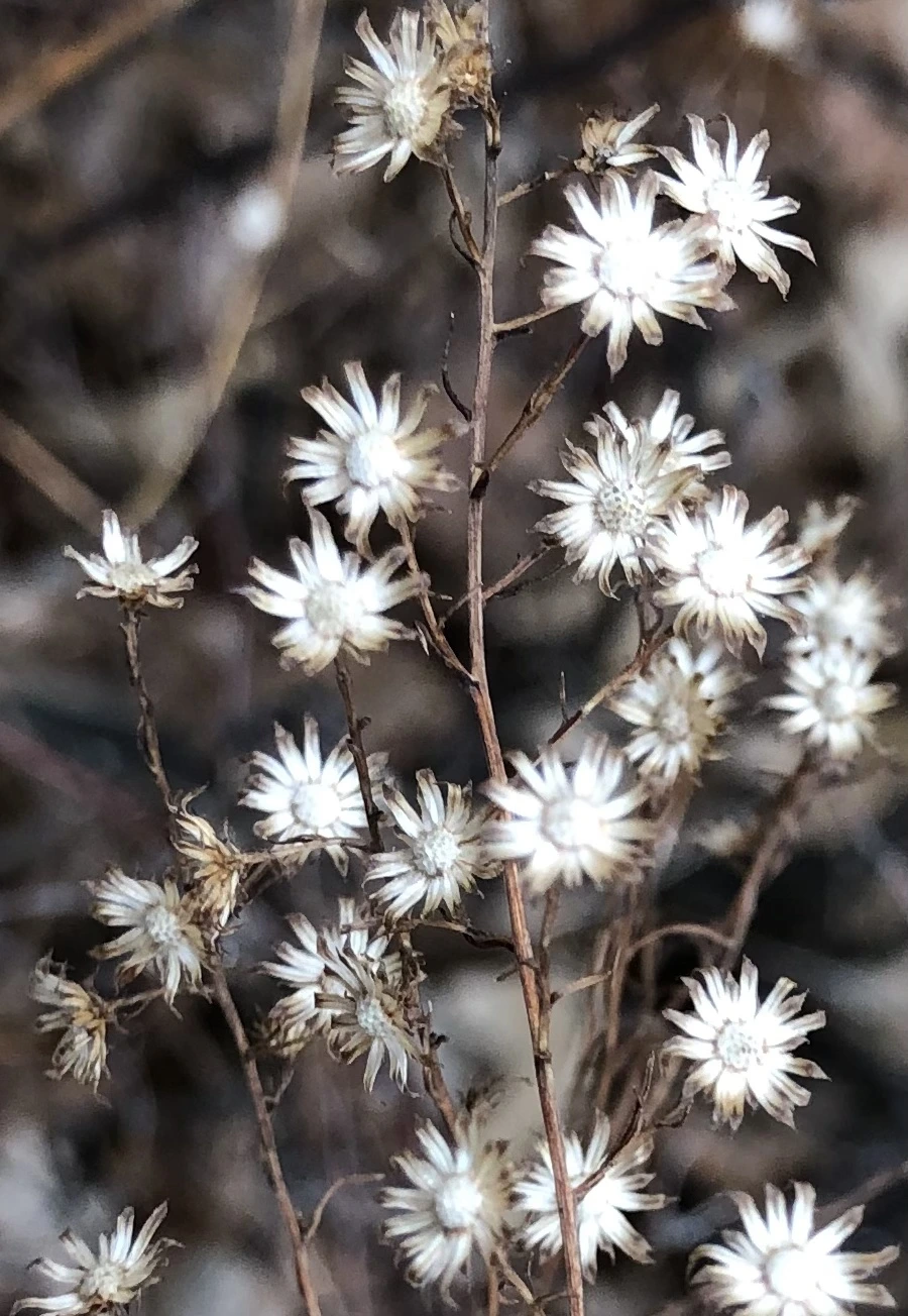 IMG_6503.jpg?type=w966