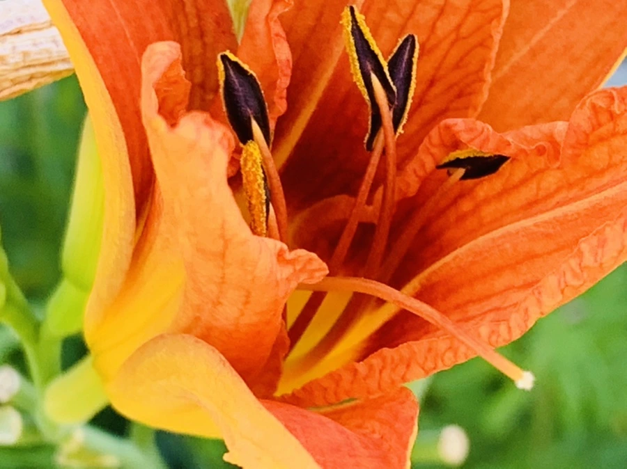 IMG_4865.jpg?type=w966