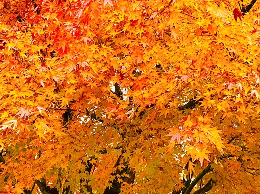 IMG_4929.jpg?type=w966